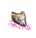 コーギーと仲間たち スタンプ by Rosinyan（個別スタンプ：16）