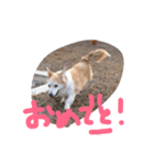 コーギーと仲間たち スタンプ by Rosinyan（個別スタンプ：17）