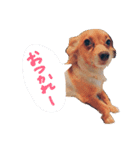 元保護犬こうの日常スタンプ（個別スタンプ：1）