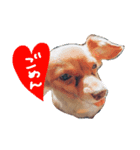 元保護犬こうの日常スタンプ（個別スタンプ：8）