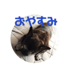 黒いフレブル（個別スタンプ：1）