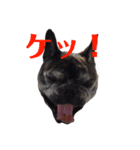 黒いフレブル（個別スタンプ：2）