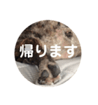 黒いフレブル（個別スタンプ：6）