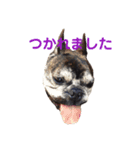 黒いフレブル（個別スタンプ：7）
