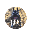 黒いフレブル（個別スタンプ：8）