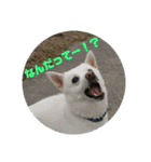 白犬クーのスタンプ2（個別スタンプ：1）