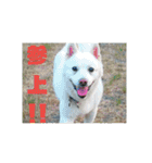 白犬クーのスタンプ2（個別スタンプ：2）