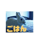 白犬クーのスタンプ2（個別スタンプ：3）