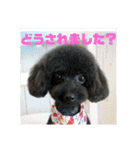 白犬クーのスタンプ2（個別スタンプ：6）