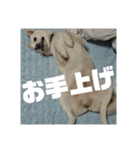 白犬クーのスタンプ2（個別スタンプ：7）