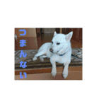 白犬クーのスタンプ2（個別スタンプ：8）