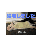 白犬クーのスタンプ2（個別スタンプ：11）