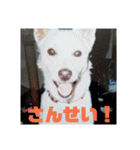 白犬クーのスタンプ2（個別スタンプ：12）