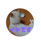 白犬クーのスタンプ2（個別スタンプ：13）