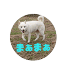 白犬クーのスタンプ2（個別スタンプ：14）
