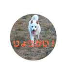 白犬クーのスタンプ2（個別スタンプ：15）