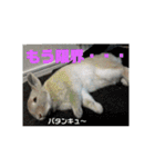 白犬クーのスタンプ2（個別スタンプ：17）