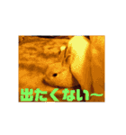 白犬クーのスタンプ2（個別スタンプ：18）