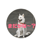 白犬クーのスタンプ2（個別スタンプ：21）