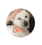 白犬クーのスタンプ2（個別スタンプ：24）