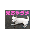 白犬クーのスタンプ2（個別スタンプ：25）