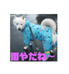 白犬クーのスタンプ2（個別スタンプ：27）