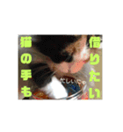 白犬クーのスタンプ2（個別スタンプ：28）
