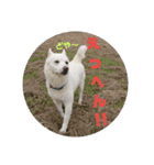 白犬クーのスタンプ2（個別スタンプ：29）