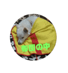 白犬クーのスタンプ2（個別スタンプ：30）