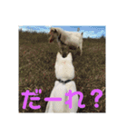 白犬クーのスタンプ2（個別スタンプ：31）