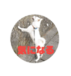 白犬クーのスタンプ2（個別スタンプ：32）