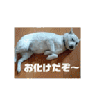 白犬クーのスタンプ2（個別スタンプ：33）