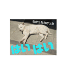 白犬クーのスタンプ2（個別スタンプ：34）