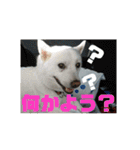 白犬クーのスタンプ2（個別スタンプ：35）