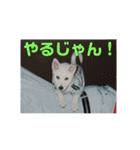 白犬クーのスタンプ2（個別スタンプ：36）