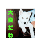白犬クーのスタンプ2（個別スタンプ：37）
