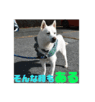 白犬クーのスタンプ2（個別スタンプ：38）