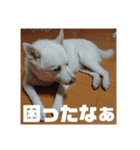 白犬クーのスタンプ2（個別スタンプ：39）