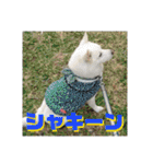 白犬クーのスタンプ2（個別スタンプ：40）