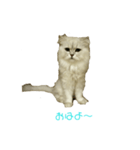 フサネコ（個別スタンプ：1）
