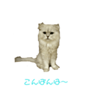 フサネコ（個別スタンプ：3）