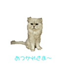 フサネコ（個別スタンプ：4）