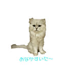 フサネコ（個別スタンプ：5）