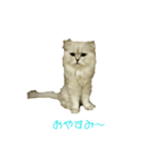 フサネコ（個別スタンプ：6）