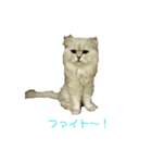 フサネコ（個別スタンプ：8）