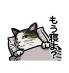 猫のマックス（個別スタンプ：6）