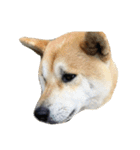 柴犬まろ（個別スタンプ：1）