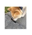 柴犬まろ（個別スタンプ：2）