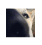 柴犬まろ（個別スタンプ：3）