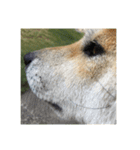 柴犬まろ（個別スタンプ：6）